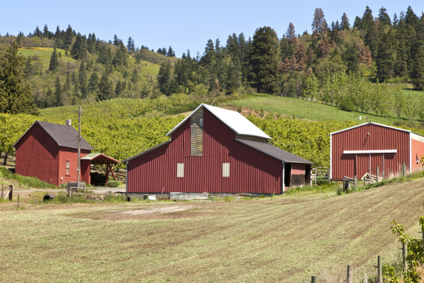 Barns and field Hood River OR. - Foto, imagen
