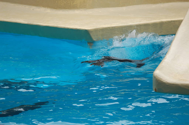 Шоу морских львов в бассейне, Loro parque, Puerto de la Cruz, Santa Cruz de Tenerife, Канарские острова, Испания
   - Фото, изображение