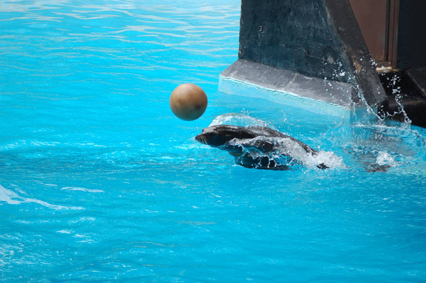 Sea lions show in the pool, Loro parque, Puerto de la Cruz, Santa Cruz de Tenerife, Canary Islands, Spain   - Photo, Image