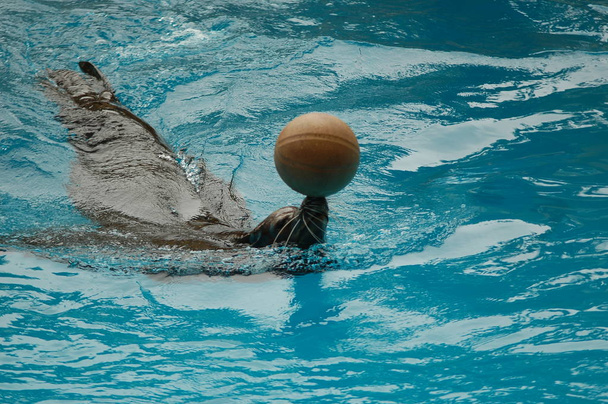 Espetáculo de leões marinhos na piscina, Loro parque, Puerto de la Cruz, Santa Cruz de Tenerife, Ilhas Canárias, Espanha
   - Foto, Imagem