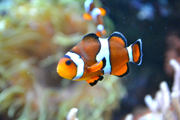 Clownfish/ anemonefish/ amphiprioninae - orange and white marine fish - Photo, Image