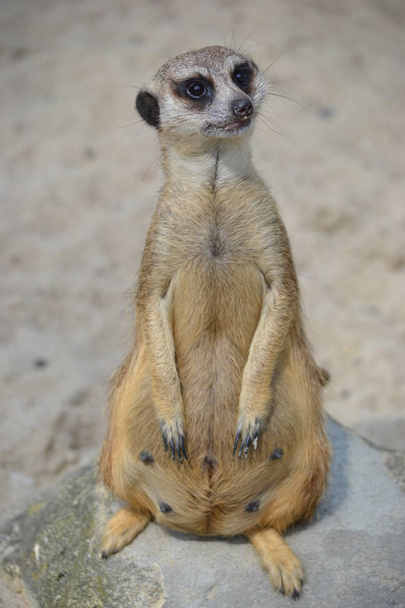 Meerkat sentado en el suelo - longitud completa
 - Foto, imagen