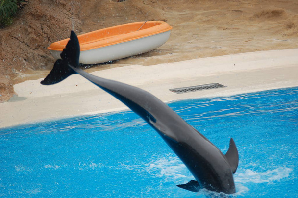 Show delfinekkel a medencében, Loro Parque, Puerto de la Cruz, Santa Cruz de Tenerife, Kanári-szigetek, Spanyolország  - Fotó, kép