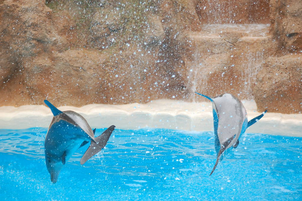 Show com golfinhos na piscina, Loro parque, Puerto de la Cruz, Santa Cruz de Tenerife, Ilhas Canárias, Espanha
  - Foto, Imagem
