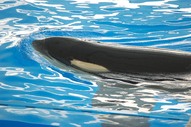Killer bálnák mutatják a medencében, Loro Parque, Puerto de la Cruz, Santa Cruz de Tenerife, Kanári-szigetek, Spanyolország  - Fotó, kép