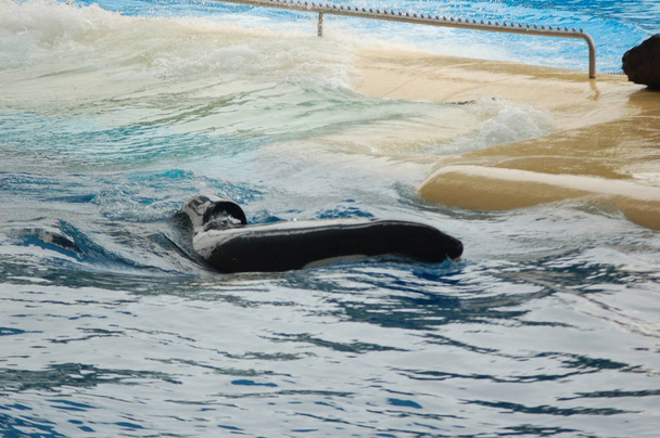Wieloryby Killer show w basenie, Loro Parque, Puerto de la Cruz, Santa Cruz de Tenerife, Wyspy Kanaryjskie, Hiszpania  - Zdjęcie, obraz