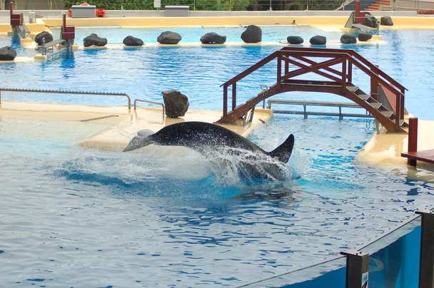 Espectáculo de ballenas asesinas en la piscina, Loro parque, Puerto de la Cruz, Santa Cruz de Tenerife, Islas Canarias, España
  - Foto, imagen