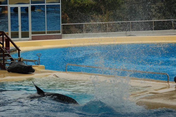 Killer bálnák mutatják a medencében, Loro Parque, Puerto de la Cruz, Santa Cruz de Tenerife, Kanári-szigetek, Spanyolország  - Fotó, kép