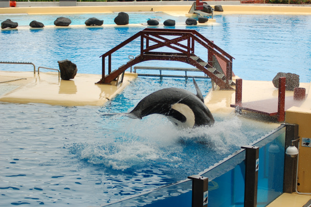 Show de baleias assassinas na piscina, Loro parque, Puerto de la Cruz, Santa Cruz de Tenerife, Ilhas Canárias, Espanha
  - Foto, Imagem