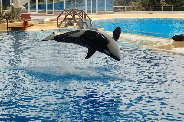 Show de baleias assassinas na piscina, Loro parque, Puerto de la Cruz, Santa Cruz de Tenerife, Ilhas Canárias, Espanha
  - Foto, Imagem