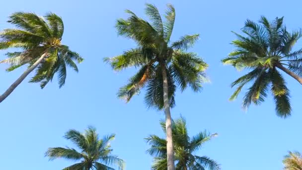 bottom view footage of palm trees in front of sky - Footage, Video