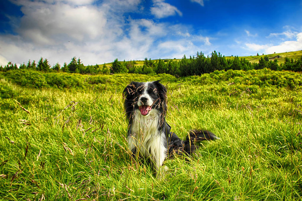 Köpek yeşil çim oturuyor ve arkasından mavi gökyüzüdür. Yosun Giant mountains içinde - Fotoğraf, Görsel