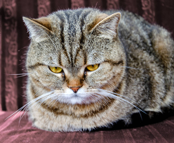 Hermoso gato esponjoso
 - Foto, imagen