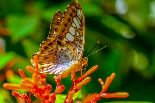 Closeup όμορφη πεταλούδα κάθεται στο λουλούδι. Κουρευτική μηχανή (Παρθένος sylvia) - Φωτογραφία, εικόνα