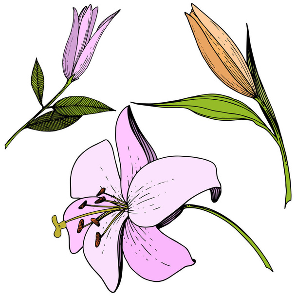 ピンクやオレンジ色のユリの花植物花をベクトルします。刻まれたインク アート。孤立したユリの図要素. - ベクター画像