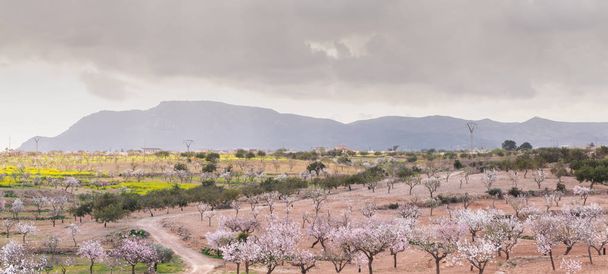 Blooming almond trees with pink and white flowers in a Spanish orchard, orchard industry - Foto, Imagen