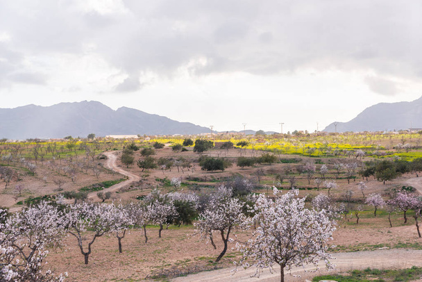 Bloeiende amandelbomen met roze en witte bloemen in een Spaanse orchard, orchard industrie - Foto, afbeelding