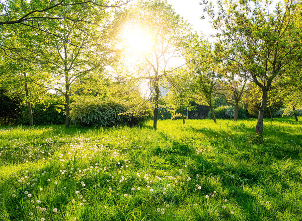 Árboles verdes y hierba en el día soleado
 - Foto, imagen