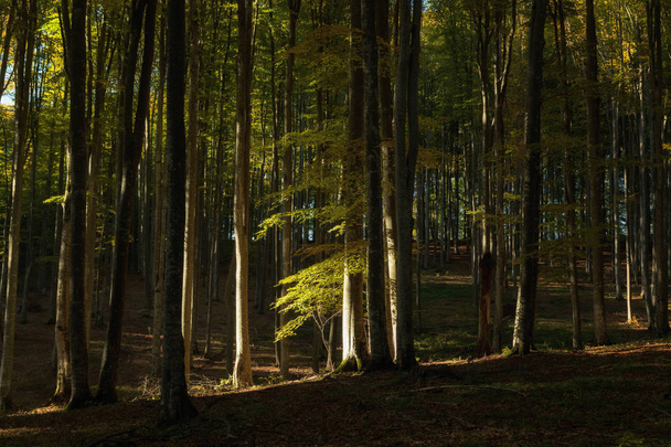 A gyönyörű erdőben, napkeltekor őszi táj - Fotó, kép