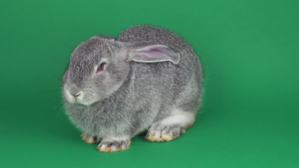 Graues Kaninchen auf grünem Hintergrund - Filmmaterial, Video