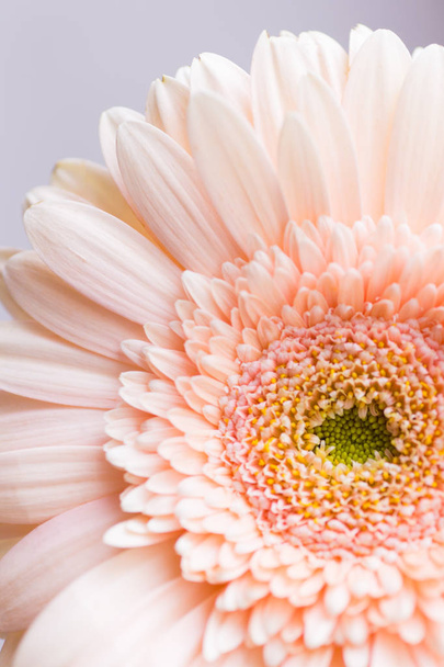 Closeup tender peach gerbera daisy flower. - Photo, Image