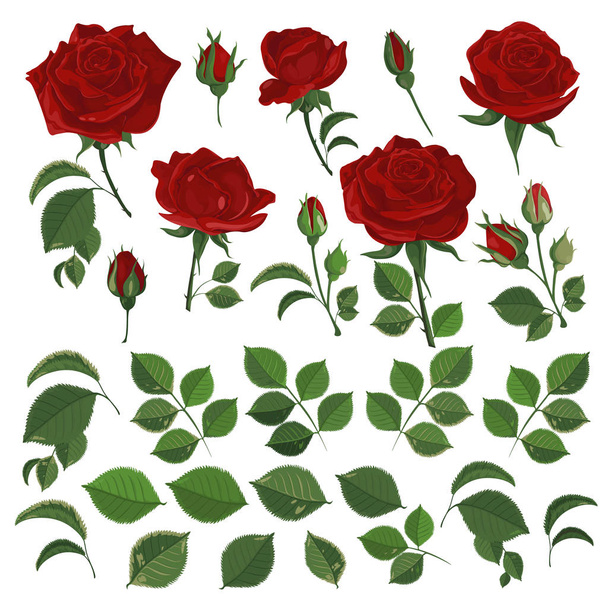 Εικονογράφηση διάνυσμα των κόκκινων τριαντάφυλλων με φύλλα και μπουμπούκια σε λευκό. Σετ για διακόσμηση σχεδιασμός ή διακοπές χαιρετισμούς πρότυπο-διάνυσμα - Διάνυσμα, εικόνα