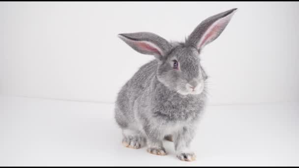 graues Kaninchen auf weißem Hintergrund isoliert - Filmmaterial, Video