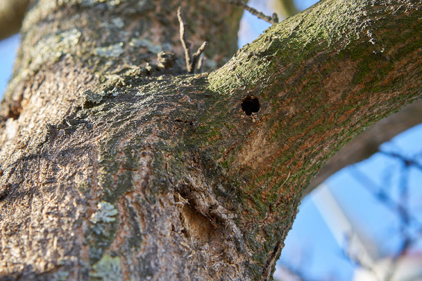   マグデブルクのアジアのロングホーン・ビートルによって感染した木。アジア産の甲虫は2001年にヨーロッパで初めて登録された。.                 - 写真・画像