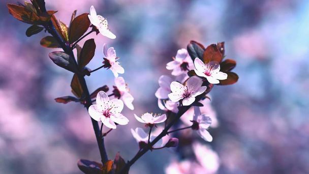Fundo de flor de primavera. Cena de natureza bonita com árvore de cereja florescente - Sakura. Orchard abstrato desfocado fundo na primavera
. - Foto, Imagem