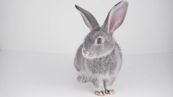 Gray rabbit on a white background isolated - Imágenes, Vídeo