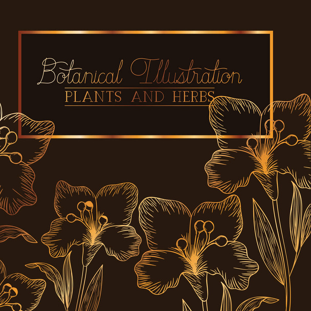 Botanická ilustrace popisek s rostliny a bylinky - Vektor, obrázek