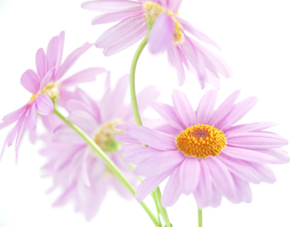 Рожевий ромашка квіти
 - Фото, зображення