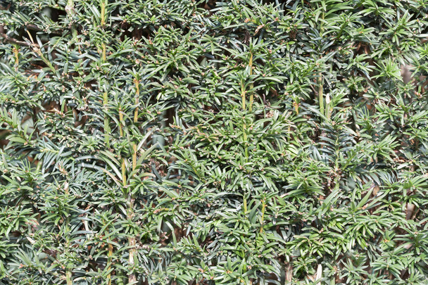 Close up van tuin groene hoge heggen achtergrond textuur - Foto, afbeelding
