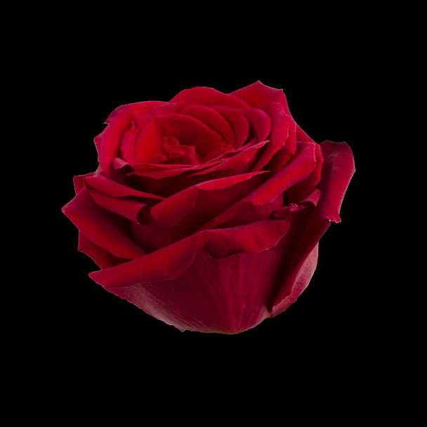Dark red rose - Фото, зображення
