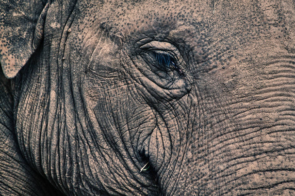 Close-up foto van het hoofd van een olifant met een gesloten oog en gerimpelde huid met behulp van een filter van de kunst - Foto, afbeelding