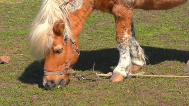 Pony en la granja a principios de primavera
 - Imágenes, Vídeo