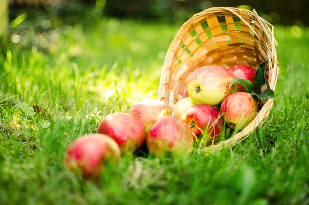 Apples on a limited background in the basket  - Foto, afbeelding
