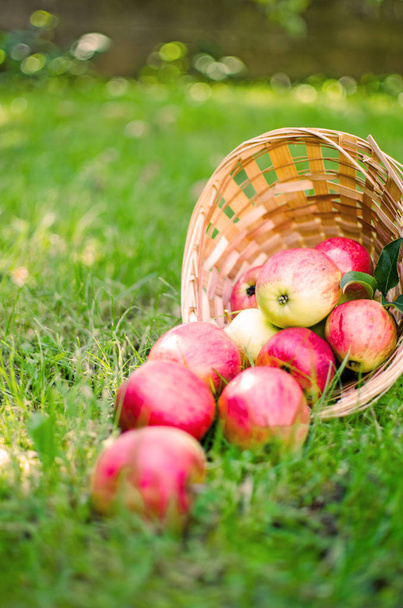 Jabłka na tle ograniczone w koszyku  - Zdjęcie, obraz