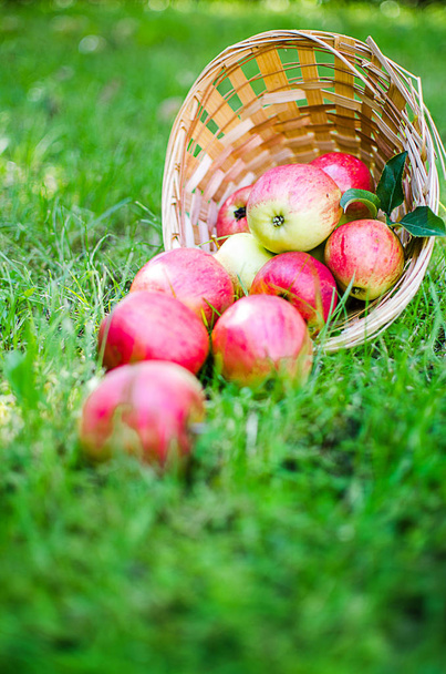 Яблука на обмеженому тлі в кошику
  - Фото, зображення