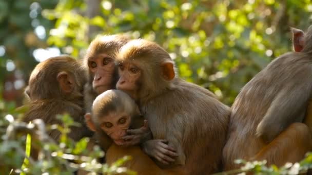Skupina makaků rhesus na skalách. Rodina Chlupaté krásné makaků sedá na skalách v přírodě a spánkem. Swayambhunath stúpa, Opičí chrám, v Nepálu Káthmándú. - Záběry, video