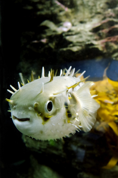 pez globo - tetraodontidae - Foto, Imagen