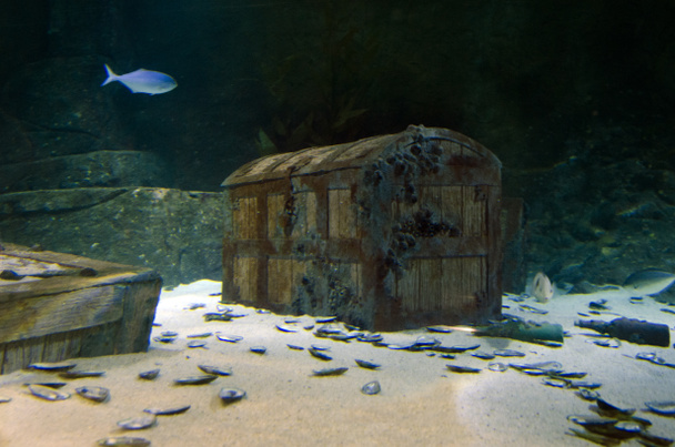 trésor sous-marin
 - Photo, image