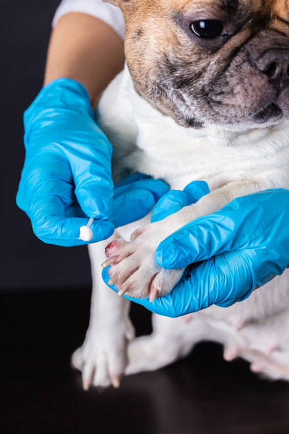 veterinarian medicine on wound paw  - Foto, Bild
