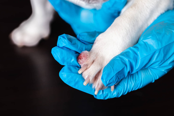 vet examines wound on dog's paw - Foto, afbeelding