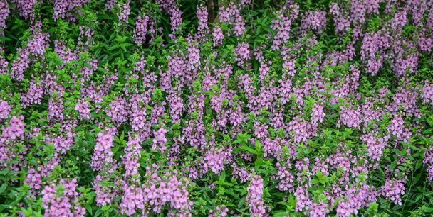 Fiori viola che fioriscono a giardino botanico
 - Foto, immagini