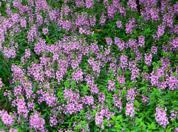 Purple flowers blooming at botanic garden - Photo, Image