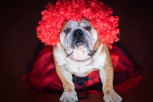 Engels bulldog poseren in clown pruik - Foto, afbeelding