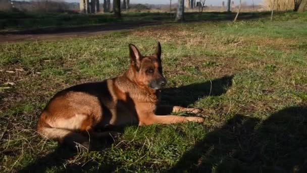 Duitse herdershond wandelen in het park in Rome - Video