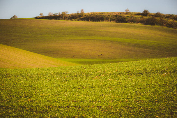 Paysage toscan morave. Champs et prairies récoltés en Morava du Sud, République tchèque. Paysage champêtre ondulé au coucher du soleil d'automne
 - Photo, image