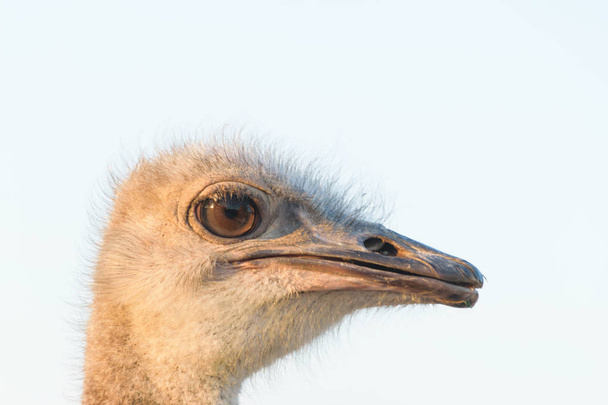 cerrar los ojos de avestruz
 - Foto, Imagen